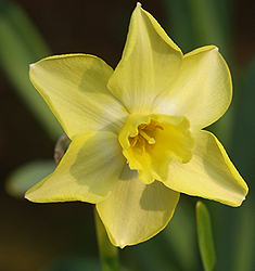 Narcissus - Div. 07 (giunchiglie) VERDIN 7 Y-W