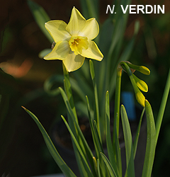 Narcissus - Div. 07 (giunchiglie) VERDIN 7 Y-W