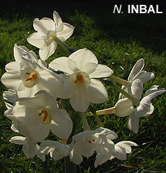 Narcissus - Div. 08 (tazzette) INBAL 8 W-W