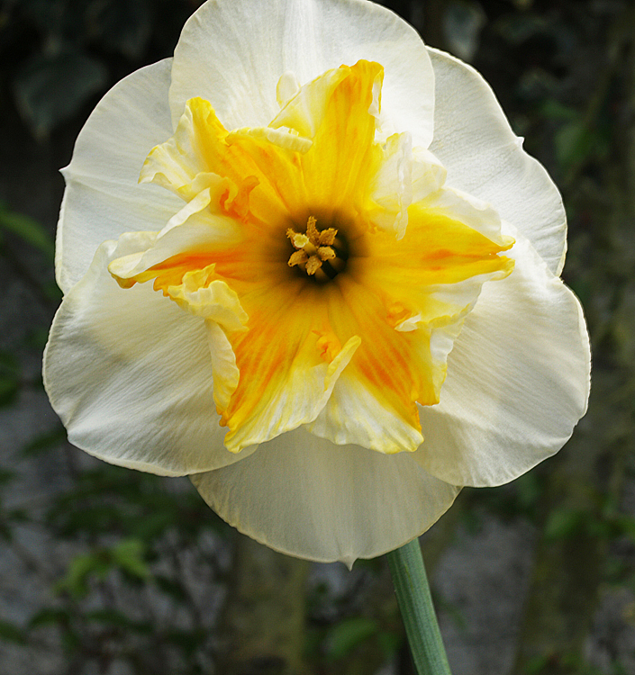 Narcissus - Div. 11b (splitcorona papillon) DELTA 11b W-W/YO