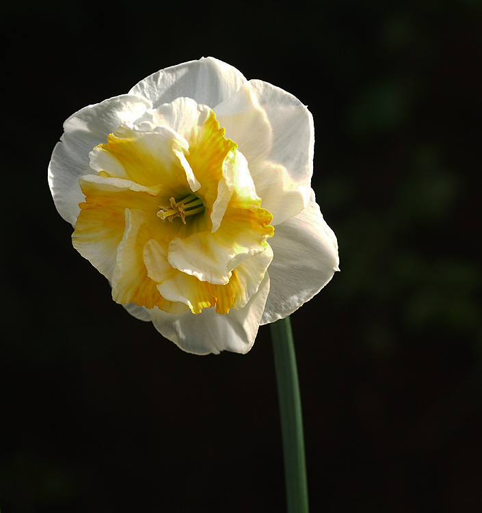 Narcissus - Div. 11b (splitcorona papillon) DELTA 11b W-W/YO