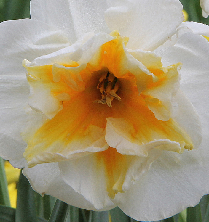 Narcissus - Div. 11b (splitcorona papillon) DELTA 11b W-W/YO