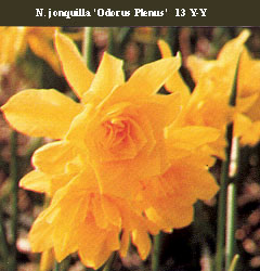 Narcissus - Div. 13 (specie) jonquilla 'Odorus Plenus' 13 Y-Y