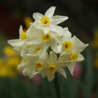 Narcissus - Div. 13 (specie) tazetta 'Italicus'  13 W-Y