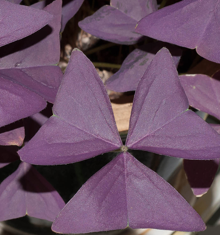 Oxalis triangularis MIJKE (P)