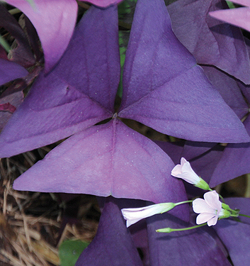 Oxalis triangularis MIJKE (P)