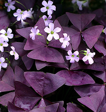 Oxalis triangularis MIJKE (P)
