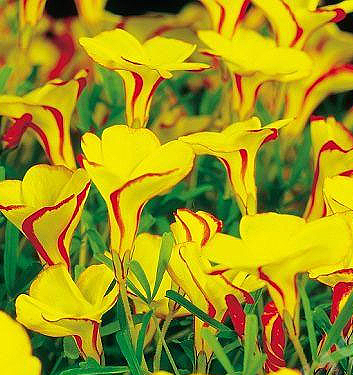 Oxalis versicolor GOLDEN CAPE