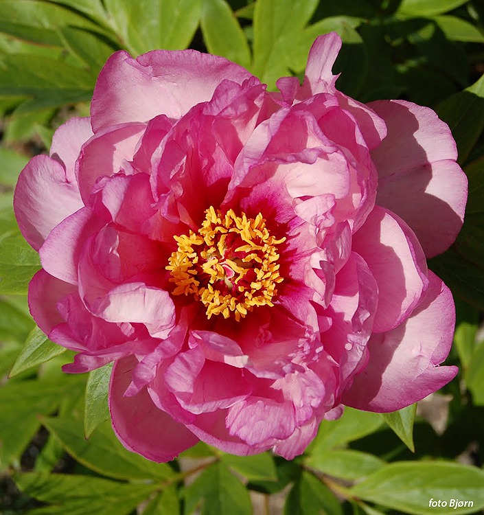 Paeonia Itoh FIRST ARRIVAL