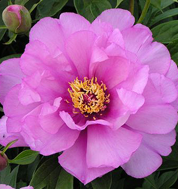 Paeonia Itoh FIRST ARRIVAL
