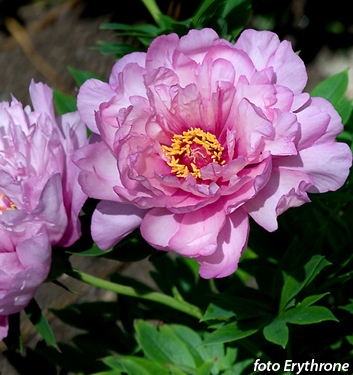 Paeonia Itoh FIRST ARRIVAL