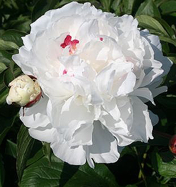 Paeonia lactiflora FESTIVA MAXIMA