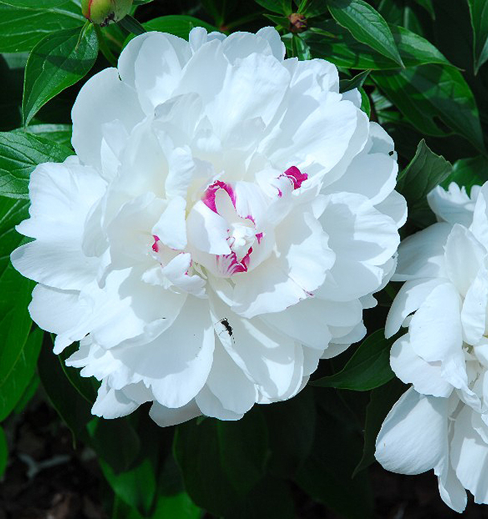 Paeonia lactiflora FESTIVA MAXIMA