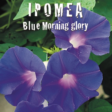 IPOMEA BLUE MORNING GLORY