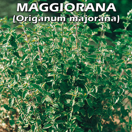 MAGGIORANA Origanum majorana