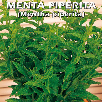 MENTA PIPERITA Mentha piperita