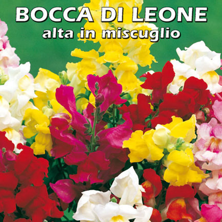 BOCCA DI LEONE ALTA IN MISCUGLIO
