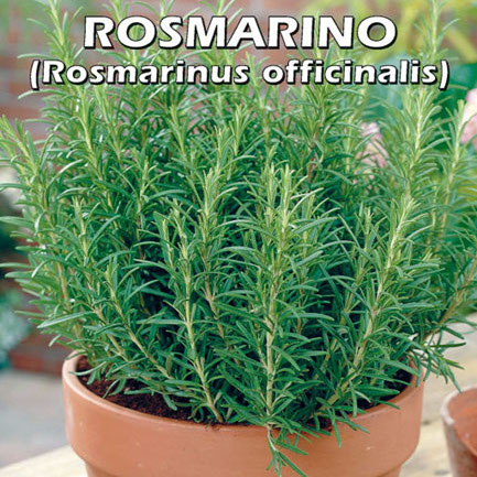 ROSMARINO Rosmarinus officinalis