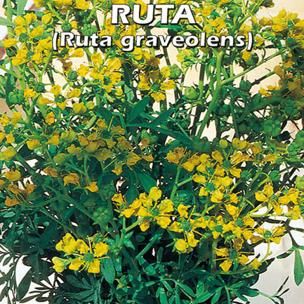 RUTA Ruta graveolens