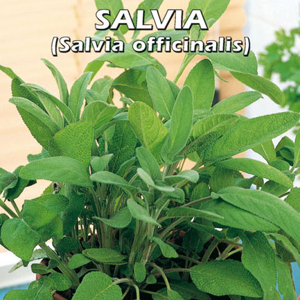 SALVIA Salvia officinalis