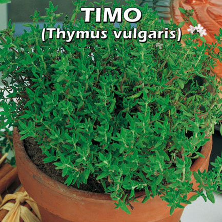TIMO Thymus vulgaris
