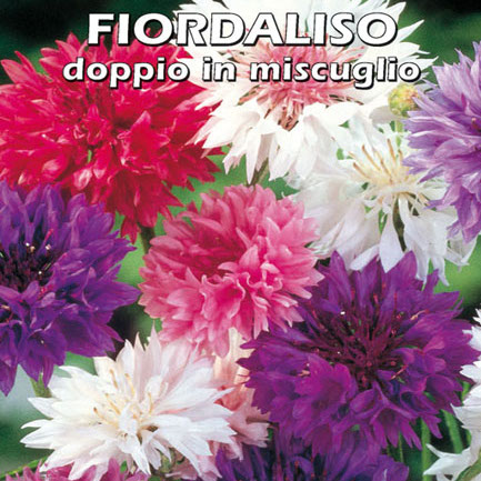 FIORDALISO DOPPIO