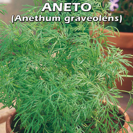 ANETO Anethum graveolens