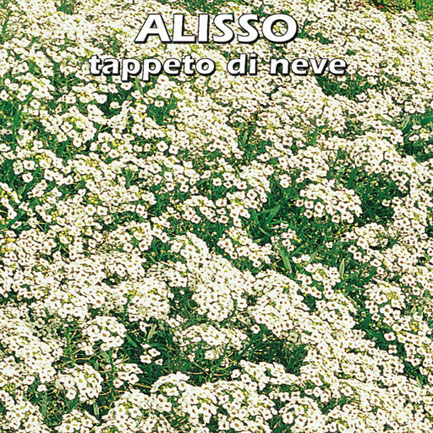 ALISSO TAPPETO DI NEVE
