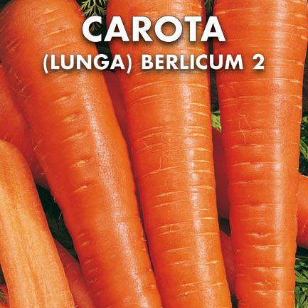 CAROTA Berlicum 2