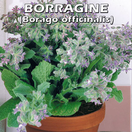 BORRAGINE Borago officinalis