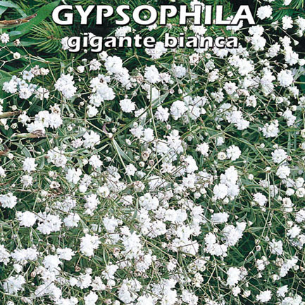 Gypsophila Nebbiolina gigante bianca