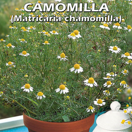 CAMOMILLA Matricharia chamomilla