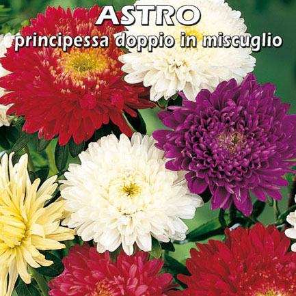 ASTRO PRINCIPESSA DOPPIO IN MISCUGLIO