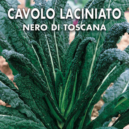 CAVOLO LACINIATO - Nero di Toscana