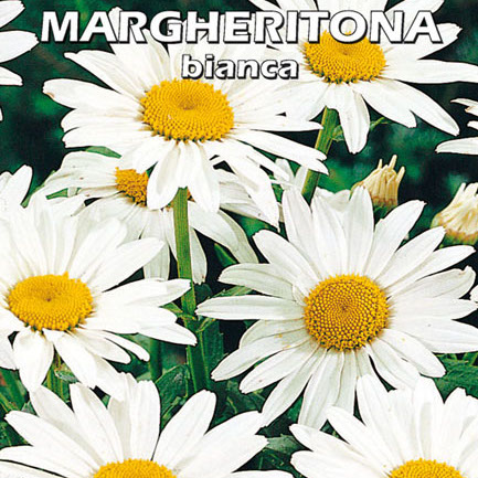 MARGHERITONA BIANCA