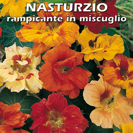 NASTURZIO RAMPICANTE IN MISCUGLIO