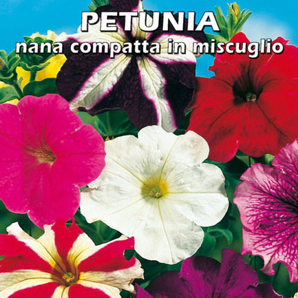 PETUNIA NANA COMPATTA IN MISCUGLIO