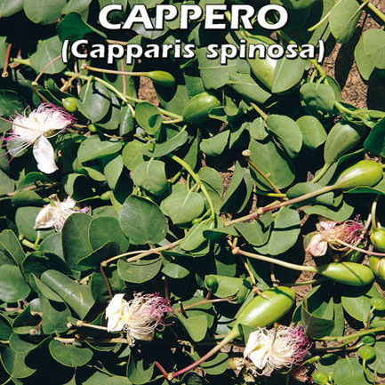 CAPPERO Capparis spinosa