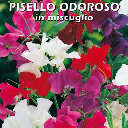 PISELLO ODOROSO IN MISCUGLIO