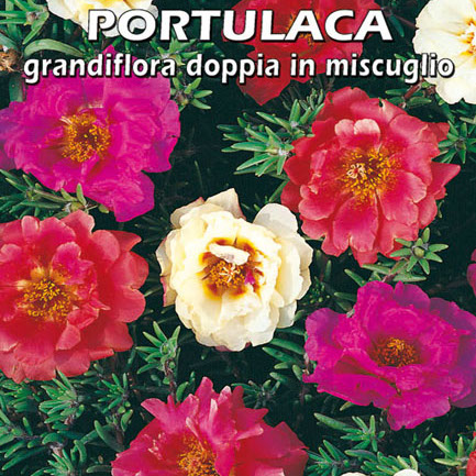 PORTULACA GRANDIFLORA DOPPIA IN MISCUGLIO