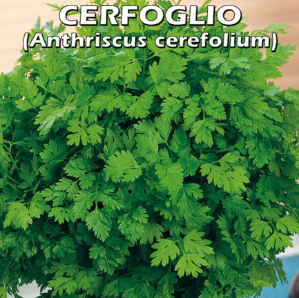 CERFOGLIO Anthriscus cerefolium