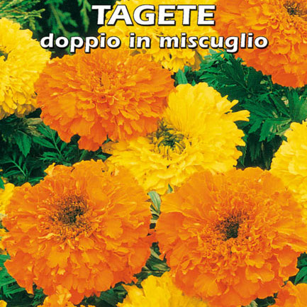 TAGETE DOPPIO IN MISCUGLIO