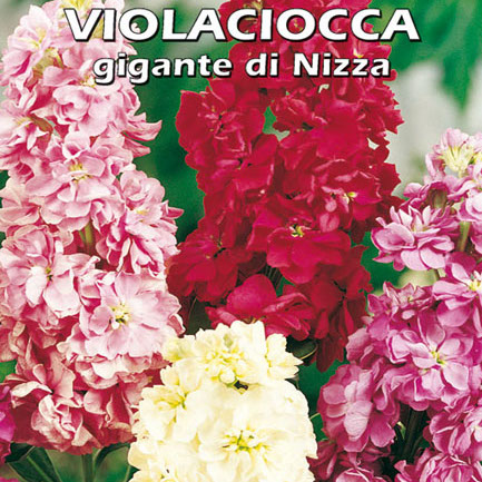 VIOLACIOCCA Gigante di Nizza