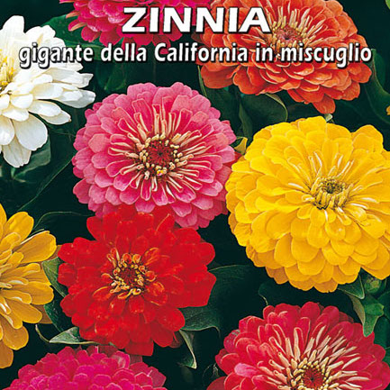 ZINNIA GIGANTE DELLA CALIFORNIA IN MISCUGLIO