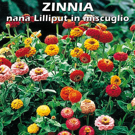 ZINNIA NANA LILLIPUT IN MISCUGLIO