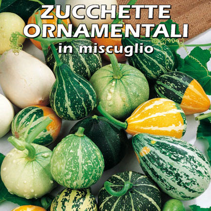 ZUCCHETTE ORNAMENTALI N MISCUGLIO
