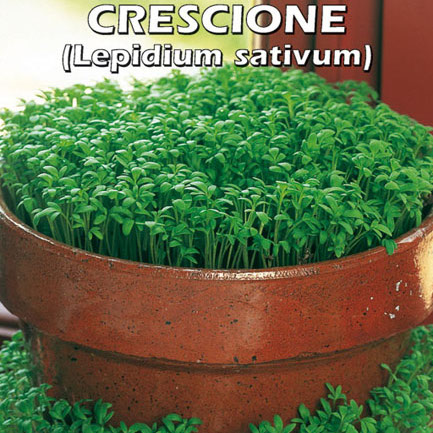 CRESCIONE Lepidium sativum