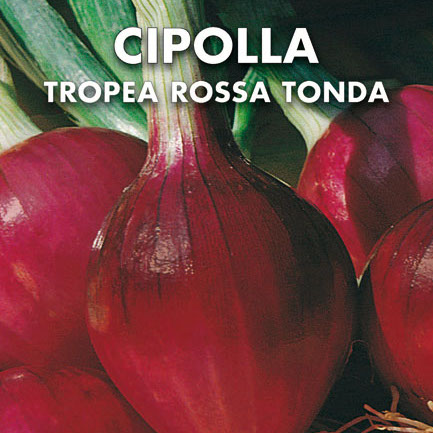 CIPOLLA Tropea rossa tonda