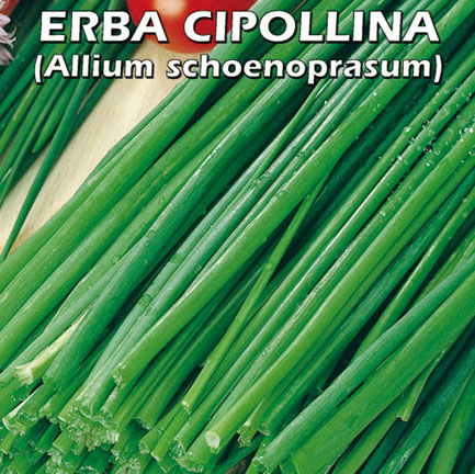 ERBA CIPOLLINA Allium schoenoprasum