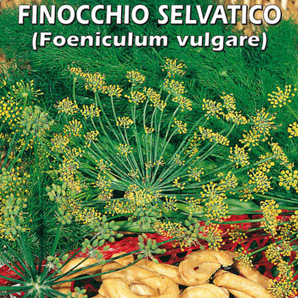 FINOCCHIO SELVATICO Foeniculum vulgare
